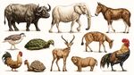 多樣動物集合圖