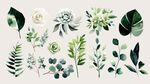 清新綠植花卉插畫素材