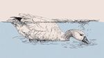 水中游弋的鴨子手繪插畫