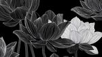 黑白蓮花圖案