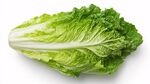 一顆新鮮的生菜