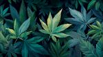 翠綠大麻葉特寫