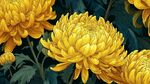 金黃菊花綻放 清新插畫風(fēng)