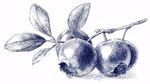 手繪藍(lán)莓果枝圖