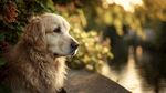 夕陽下的金毛犬