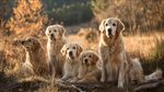 五只金毛犬的秋日時(shí)光
