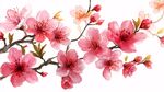 粉色桃花枝 唯美花卉圖