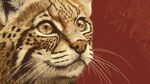 霸氣猞猁特寫