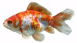 美麗多彩的觀賞金魚