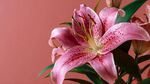 粉色優(yōu)雅百合花特寫