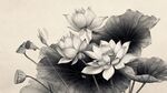水墨風(fēng)荷花黑白素描畫