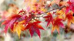 秋意紅楓果韻