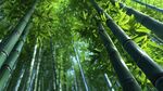 翠綠竹林 清新自然之景