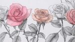 手繪多彩玫瑰花插畫(huà)
