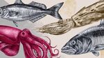 手繪海洋生物插畫展示