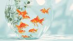 玻璃缸里暢游的鮮艷金魚