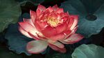 嬌艷盛開的紅蓮花