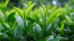 嫩綠茶芽上的晶瑩水珠
