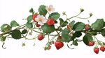 草莓藤蔓花卉插畫