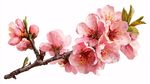 嬌艷粉色桃花枝