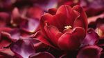 嬌艷紅郁金香花瓣散落