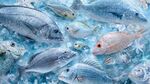 冰鮮海魚展示