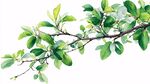 翠綠枝葉水彩畫(huà)