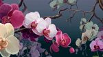 夢(mèng)幻多彩蝴蝶蘭綻放枝頭