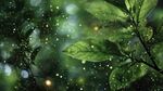 夢幻綠葉間閃爍的微光