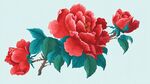 國(guó)畫牡丹花枝特寫