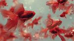 紅金魚水中暢游靈動畫面