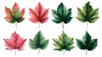 水彩楓葉插畫 色彩豐富多樣