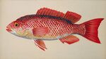 鮮艷紅魚插畫