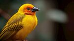 橙頭黃羽鳥特寫