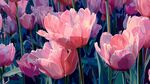 夢幻粉色郁金香花海