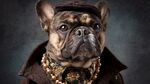 時(shí)尚裝扮的法國(guó)斗牛犬