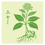 手繪三七中藥材植物圖