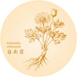 白頭翁中藥材草本植物手繪