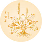 手繪車前草中藥材插畫圖案