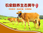 草原散養(yǎng)黃牛