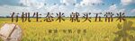 有機生態(tài)米五常米水稻海報燈箱