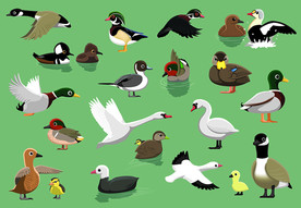 矢量鸟类插画素材