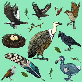 手绘素描复古海鸟插画素材