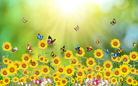 向日葵花海蝴蝶電視背景墻