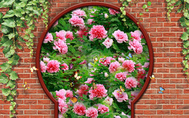 磚墻牡丹花海電視背景墻