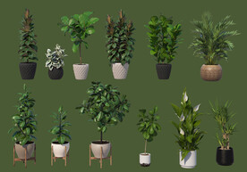盆栽綠植