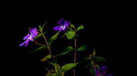 紫色花開延時(shí)攝影