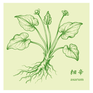 手繪細(xì)辛中藥材草本植物圖