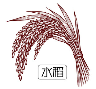 水稻插畫(huà)