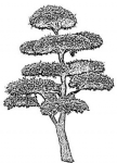 黑白树
